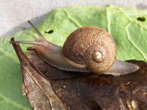 fakta unik tentang siput bercangkang di alam