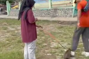 Lapangan Kridosono Blora tempat kucing ditendang hingga mati