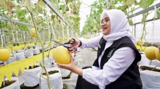 Budidaya melon hidroponik di greenhouse Kalibaru Banyuwangi