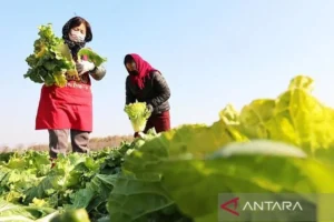 bayi vegan dan vegetarian tumbuh sehat