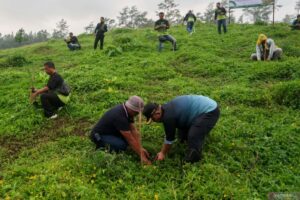 Warga tanam 1.447 bibit pohon di Gerbang Raung Banyuwangi