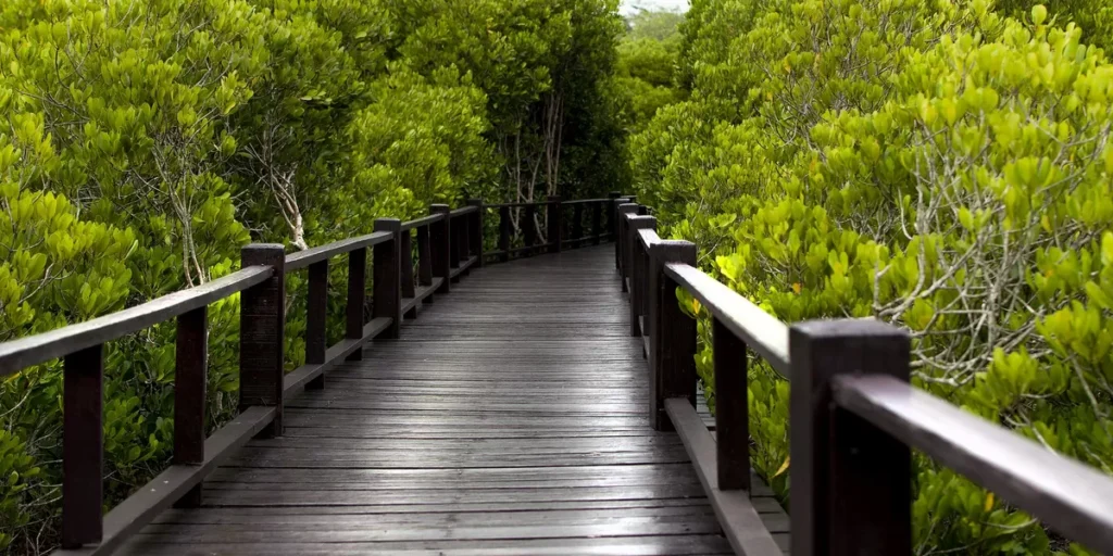 Suasana hutan mangrove Bedul di Desa Sumberasri, Purwoharjo, Banyuwangi