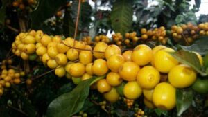 Kopi Arabika Yellow Caturra Banyuwangi