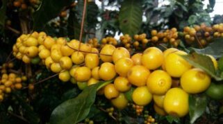 Kopi Arabika Yellow Caturra Banyuwangi
