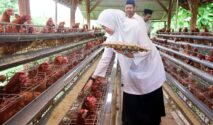 Peternakan ayam petelur Desa Alasbuluh Banyuwangi