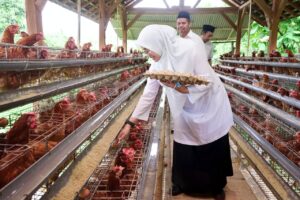 Peternakan ayam petelur Desa Alasbuluh Banyuwangi