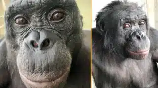 Bonobo Kanzi dalam penelitian permainan pura-pura