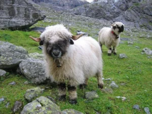 5 Fakta Menarik tentang Valais Blacknose, Domba Lucu Asal Pegunungan Alpen Swiss