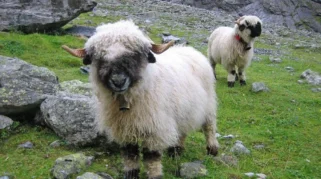 5 Fakta Menarik tentang Valais Blacknose, Domba Lucu Asal Pegunungan Alpen Swiss