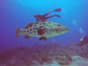 5 Fakta Potato Grouper, Ikan Raksasa yang Suka Menyapa Para Penyelam