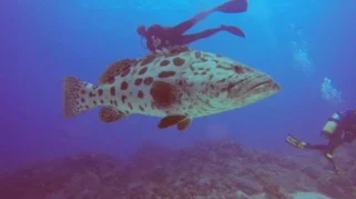 5 Fakta Potato Grouper, Ikan Raksasa yang Suka Menyapa Para Penyelam
