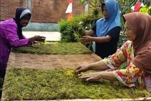 petani tembakau memanen daun tembakau di ladang