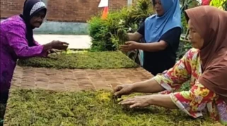 petani tembakau memanen daun tembakau di ladang