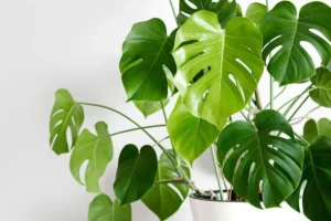 tanaman monstera dengan daun berlubang di dalam ruangan