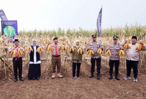 Panen raya jagung di Green Farm Sempu Banyuwangi