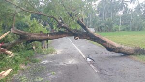 Petugas BPBD mengevakuasi pohon tumbang akibat angin kencang di Banyuwangi