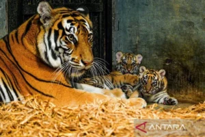Anak Harimau Bengal Berusia 8 Bulan Mati di Kebun Binatang Bandung