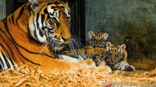 Anak Harimau Bengal Berusia 8 Bulan Mati di Kebun Binatang Bandung