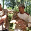 Anak Harimau Bengal Hara Meninggal di Kebun Binatang Bandung, Pengelola Janji Investigasi Penyebab