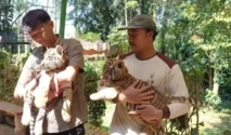Anak Harimau Bengal Hara Meninggal di Kebun Binatang Bandung, Pengelola Janji Investigasi Penyebab