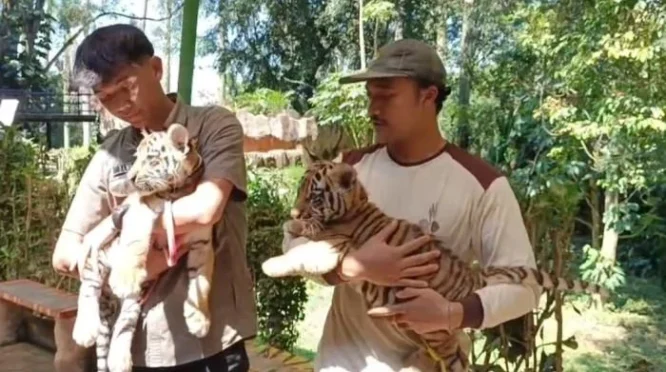 Anak Harimau Bengal Hara Meninggal di Kebun Binatang Bandung, Pengelola Janji Investigasi Penyebab