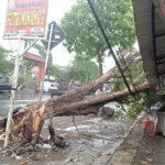 Angin Kencang di Jombang Runtuhkan Pohon, Menimpa Mobil di Jalan KH Hasyim Asy’ari