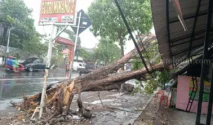 Angin Kencang di Jombang Runtuhkan Pohon, Menimpa Mobil di Jalan KH Hasyim Asy’ari