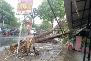 Angin Kencang di Jombang Runtuhkan Pohon, Menimpa Mobil di Jalan KH Hasyim Asy’ari