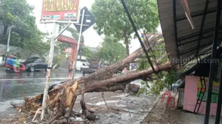 Angin Kencang di Jombang Runtuhkan Pohon, Menimpa Mobil di Jalan KH Hasyim Asy’ari
