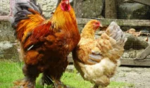 Ayam Brahma: Lima Fakta Penting yang Pernah Menguasai Industri Daging Amerika