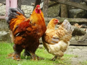 Ayam Brahma: Lima Fakta Penting yang Pernah Menguasai Industri Daging Amerika