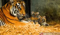 Dua Anak Harimau Bengal Mati, DPRD Desak Evaluasi Menyeluruh atas Bandung Zoo
