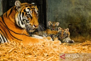 Dua Anak Harimau Bengal Mati, DPRD Desak Evaluasi Menyeluruh atas Bandung Zoo