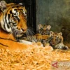 Dua Anak Harimau Bengal Meninggal di Bandung Zoo Akibat Infeksi FPV