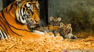 Dua Anak Harimau Bengal Meninggal di Bandung Zoo Akibat Infeksi FPV
