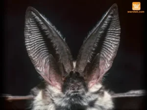 Empat Hewan dengan Pendengaran Paling Sensitif di Dunia