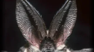 Empat Hewan dengan Pendengaran Paling Sensitif di Dunia