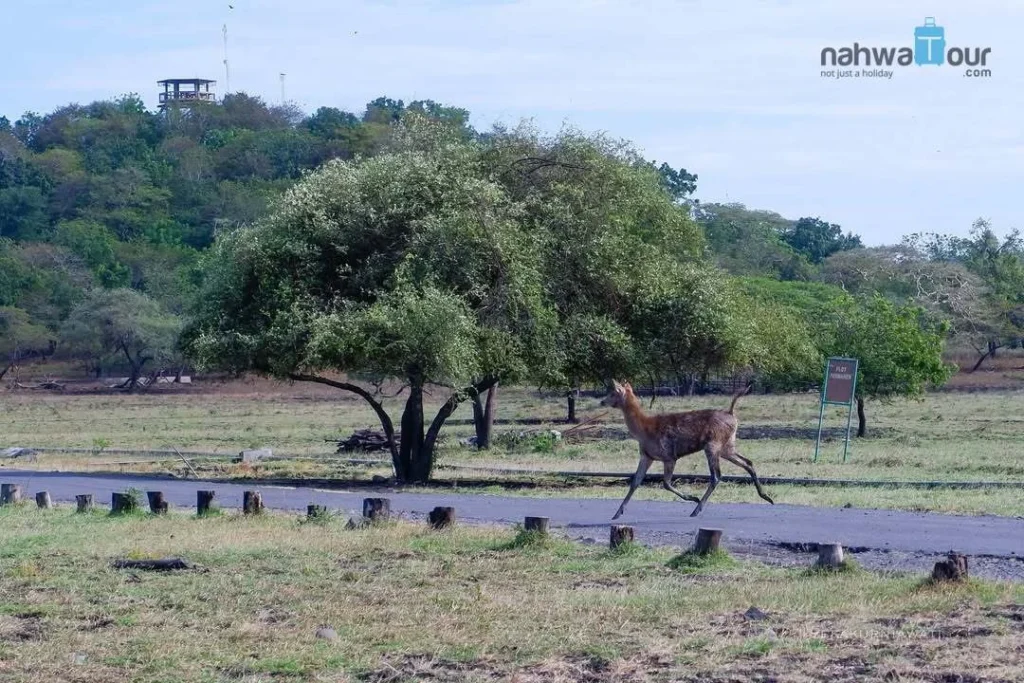 Keanekaragaman Flora di Taman Nasional Baluran