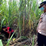Kerangka Pria Tanpa Identitas Ditemukan di Ladang Tebu Pemalang