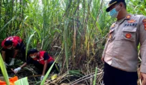 Kerangka Pria Tanpa Identitas Ditemukan di Ladang Tebu Pemalang