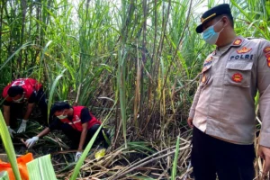 Kerangka Pria Tanpa Identitas Ditemukan di Ladang Tebu Pemalang