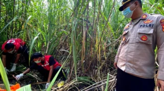 Kerangka Pria Tanpa Identitas Ditemukan di Ladang Tebu Pemalang