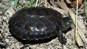 Kura-kura: Reptil atau Amfibi? Penjelasan Ilmiah Lengkap