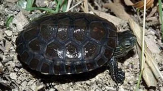 Kura-kura: Reptil atau Amfibi? Penjelasan Ilmiah Lengkap