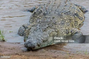 Lima Reptil Raksasa Afrika dan Ancaman Tsunami: Konservasi di Batas Bencana Alam