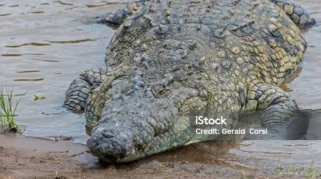 Lima Reptil Raksasa Afrika dan Ancaman Tsunami: Konservasi di Batas Bencana Alam