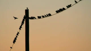 Mengapa Burung Sering Bertengger di Atas Kabel Listrik: Penjelasan Ilmiah