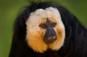 Mengejutkan! 4 Fakta Menarik tentang Monyet Malam, Primata ‘Tanpa Telinga’ yang Hanya Aktif di Kegelapan