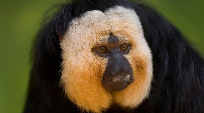 Mengejutkan! 4 Fakta Menarik tentang Monyet Malam, Primata ‘Tanpa Telinga’ yang Hanya Aktif di Kegelapan