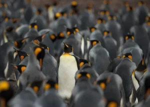 Misteri Raja di Dua Dunia: Penguin Raja yang Berkembang dan Raja Charles yang Dihadapkan pada Kontroversi Kunjungan AS